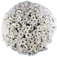 Купить 101 ромашку в Запорожье