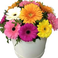 Купить герберы в коробке