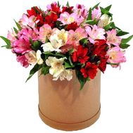 Amazing box of alstroemerias