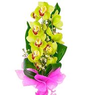 Ветка зеленой орхидеи