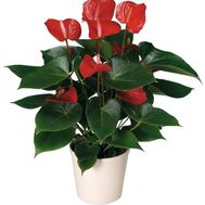 Anthurium