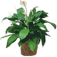 Spathiphyllum