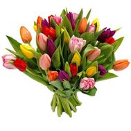 Gift bouquet of tulips