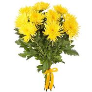 11 yellow large chrysanthemums