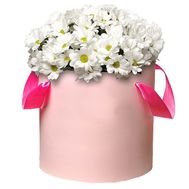 Коробка ромашковых хризантем