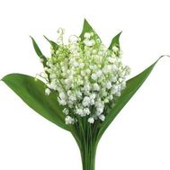 Small bouquet of lily of the valley