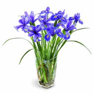 Букет з 11 ірисів