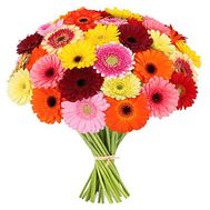 Bouquet of 51 gerberas
