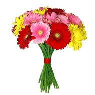 Bouquet of 15 gerberas
