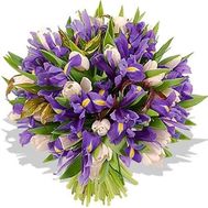 Букет из 35 ирисов и 16 тюльпанов