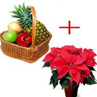 Fruit basket and poinsettia