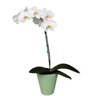 White phalaenopsis orchid