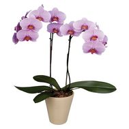 Purple orchid phalepsisis