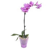Phalaenopsis lilac orchid