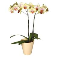 Yellow Phalaenopsis orchid