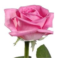 Pink roses per piece