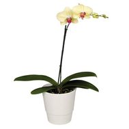 Yellow Phalaenopsis orchid