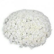 Букет из 101 хризантемы