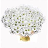 Букет из 51 ромашковой хризантемы