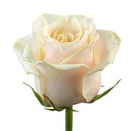 Cream roses per piece