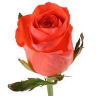 Orange roses by the piece