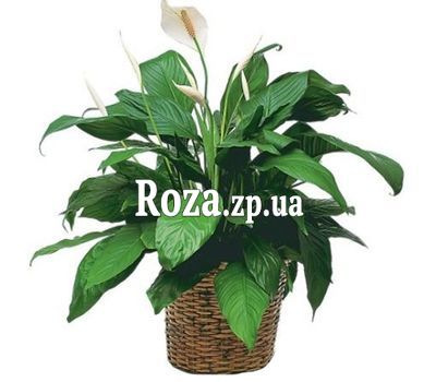 Spathiphyllum