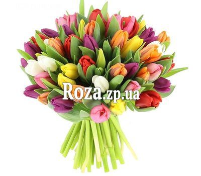 51 різнокольоровий тюльпан 51 різнокольоровий тюльпан