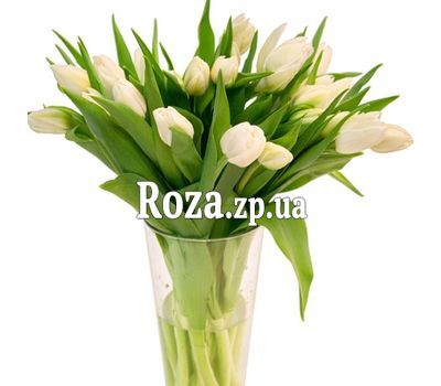 Білосніжні тюльпани Білосніжні тюльпани