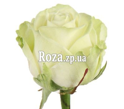 Белые розы поштучно Белые розы поштучно