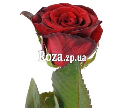 Red roses per piece Red roses per piece