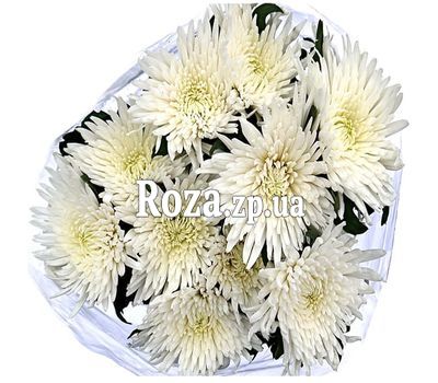 11 белых одноголовых хризантем 11 белых одноголовых хризантем