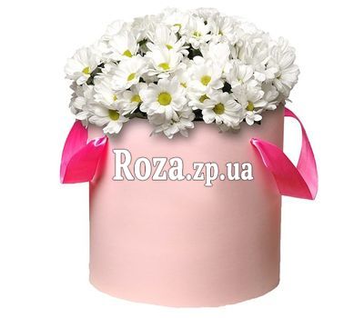 Коробка ромашковых хризантем Коробка ромашковых хризантем