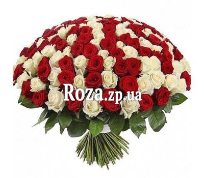 Huge bouquet of 201 red and white roses