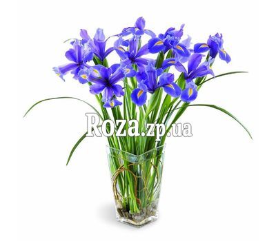 Букет з 11 ірисів Букет з 11 ірисів