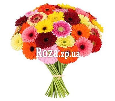 Bouquet of 51 gerberas Bouquet of 51 gerberas