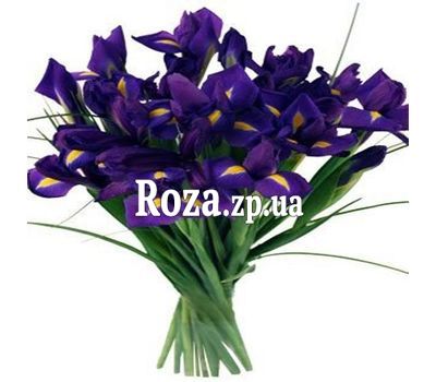 17 ирисов 17 ирисов