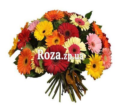 Букет из 35 гербер Букет из 35 гербер