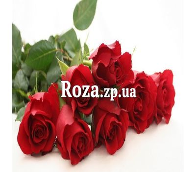 Bouquet of 7 red roses Bouquet of 7 red roses