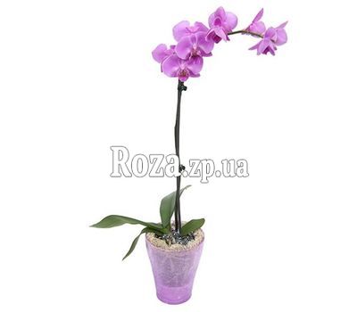 Phalaenopsis lilac orchid Phalaenopsis lilac orchid