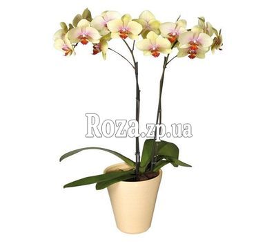 Yellow Phalaenopsis orchid Yellow Phalaenopsis orchid