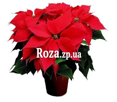 Poinsettia Poinsettia