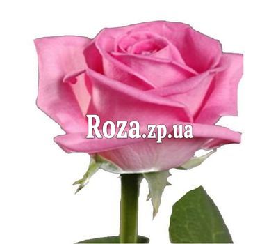 Pink roses per piece Pink roses per piece