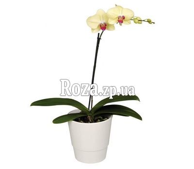 Yellow Phalaenopsis orchid Yellow Phalaenopsis orchid