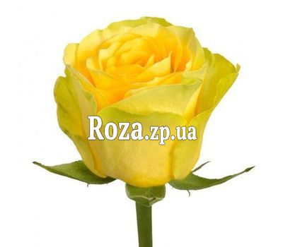 Желтые розы поштучно Желтые розы поштучно