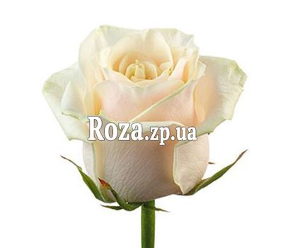Кремовые розы поштучно Кремовые розы поштучно