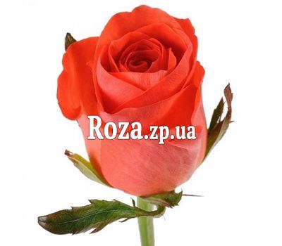Оранжевые розы поштучно Оранжевые розы поштучно